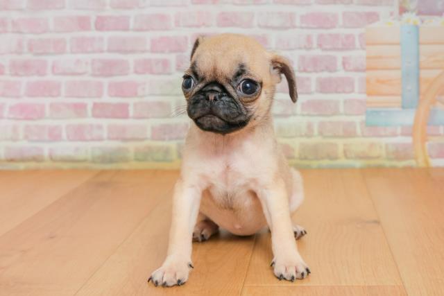 青森県のパグ (Coo&RIKU弘前店/2025年9月25日生まれ/女の子/フォーン)の子犬の1枚目の画像