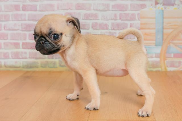 青森県のパグ (Coo&RIKU弘前店/2025年9月25日生まれ/女の子/フォーン)の子犬の2枚目の画像