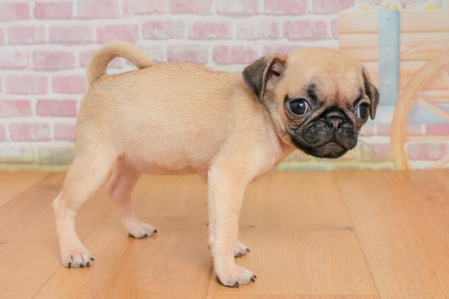 青森県のパグ (Coo&RIKU弘前店/2025年9月25日生まれ/女の子/フォーン)の子犬の3枚目の画像