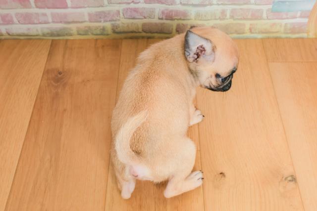 青森県のパグ (Coo&RIKU弘前店/2025年9月25日生まれ/女の子/フォーン)の子犬の4枚目の画像