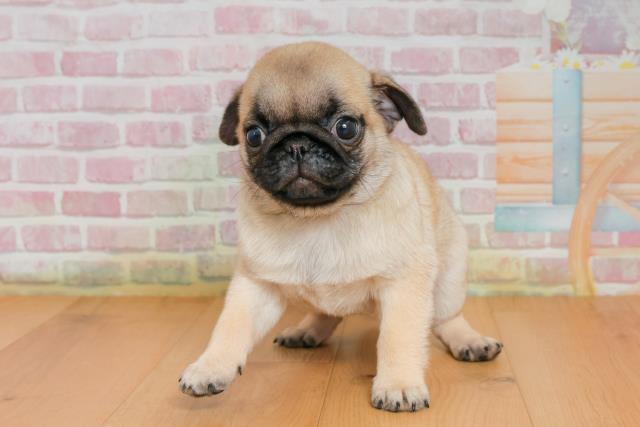 青森県のパグ (Coo&RIKU八戸店/2025年9月25日生まれ/女の子/フォーン)の子犬