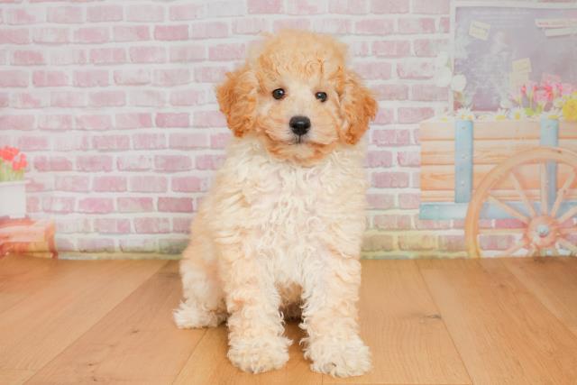 福島県のトイプードル(トイ) (Coo&RIKU郡山店/2025年9月26日生まれ/男の子/アプリコット)の子犬