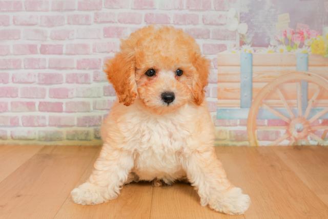 青森県のトイプードル(トイ) (Coo&RIKU弘前店/2025年9月26日生まれ/男の子/アプリコット)の子犬の1枚目の画像