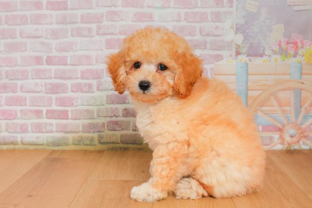 青森県のトイプードル(トイ) (Coo&RIKU弘前店/2025年9月26日生まれ/男の子/アプリコット)の子犬の2枚目の画像