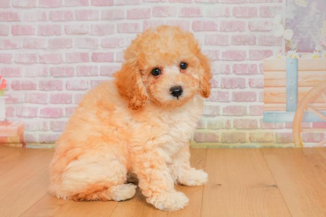 青森県のトイプードル(トイ) (Coo&RIKU弘前店/2025年9月26日生まれ/男の子/アプリコット)の子犬の3枚目の画像