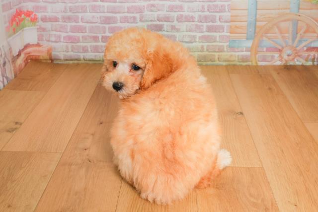 青森県のトイプードル(トイ) (Coo&RIKU弘前店/2025年9月26日生まれ/男の子/アプリコット)の子犬の4枚目の画像