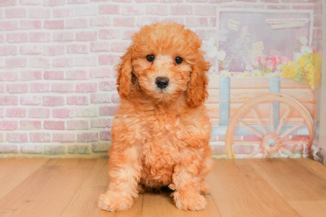 宮城県のトイプードル(トイ) (Coo&RIKU石巻店/2025年9月26日生まれ/女の子/レッド)の子犬の1枚目の画像