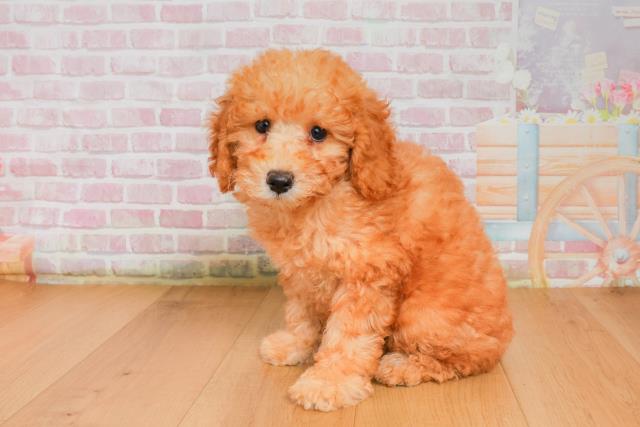 宮城県のトイプードル(トイ) (Coo&RIKU石巻店/2025年9月26日生まれ/女の子/レッド)の子犬の2枚目の画像