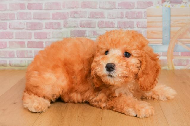 宮城県のトイプードル(トイ) (Coo&RIKU石巻店/2025年9月26日生まれ/女の子/レッド)の子犬の3枚目の画像