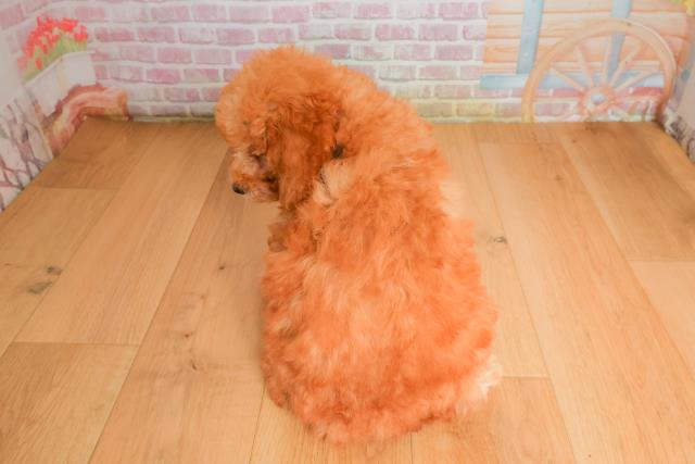 宮城県のトイプードル(トイ) (Coo&RIKU石巻店/2025年9月26日生まれ/女の子/レッド)の子犬の4枚目の画像