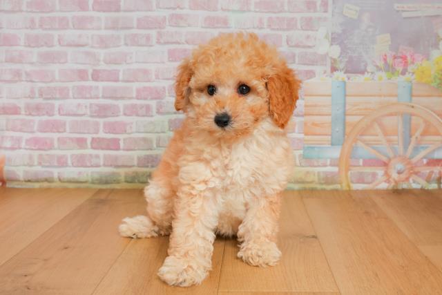 岩手県のトイプードル(トイ) (Coo&RIKU岩手盛岡店/2025年9月26日生まれ/女の子/アプリコット)の子犬の1枚目の画像