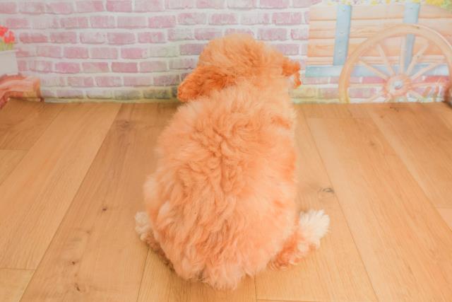 岩手県のトイプードル(トイ) (Coo&RIKU岩手盛岡店/2025年9月26日生まれ/女の子/アプリコット)の子犬の4枚目の画像