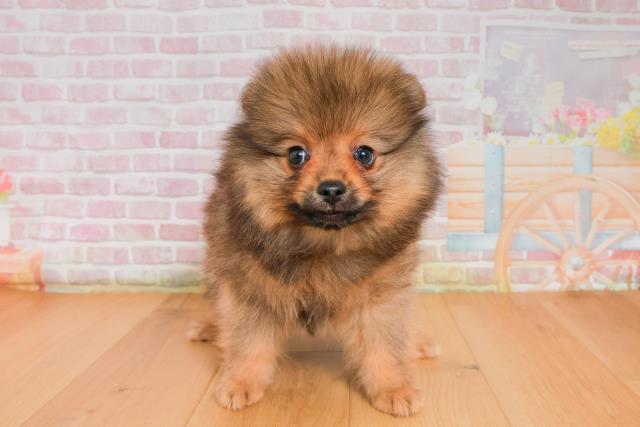 福島県のポメラニアン (Coo&RIKU福島店/2025年9月26日生まれ/男の子/オレンジセーブル)の子犬