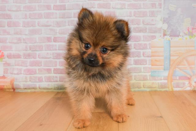 福島県のポメラニアン (Coo&RIKUいわき店/2025年9月26日生まれ/男の子/オレンジセーブル)の子犬