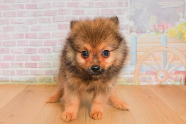 岩手県のポメラニアン (Coo&RIKU一関店/2025年9月26日生まれ/男の子/オレンジセーブル)の子犬の1枚目の画像