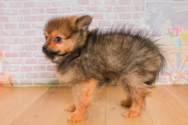 岩手県のポメラニアン (Coo&RIKU一関店/2025年9月26日生まれ/男の子/オレンジセーブル)の子犬の2枚目の画像