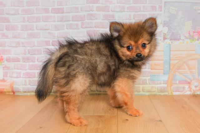 岩手県のポメラニアン (Coo&RIKU一関店/2025年9月26日生まれ/男の子/オレンジセーブル)の子犬の3枚目の画像