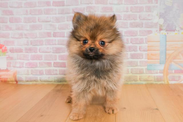 福島県のポメラニアン (Coo&RIKU福島店/2025年9月26日生まれ/女の子/オレンジセーブル)の子犬