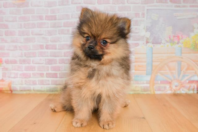 福島県のポメラニアン (Coo&RIKUいわき店/2025年9月26日生まれ/女の子/オレンジセーブル)の子犬の1枚目の画像