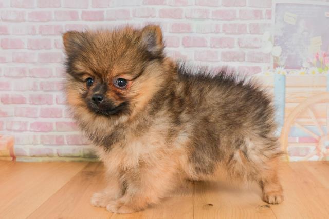福島県のポメラニアン (Coo&RIKUいわき店/2025年9月26日生まれ/女の子/オレンジセーブル)の子犬の2枚目の画像