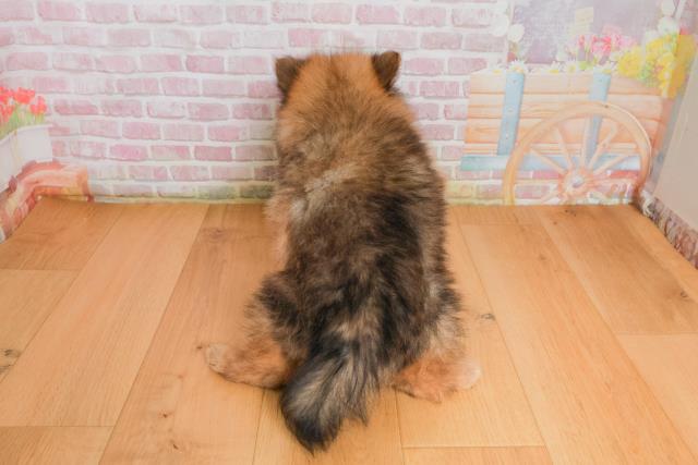 福島県のポメラニアン (Coo&RIKUいわき店/2025年9月26日生まれ/女の子/オレンジセーブル)の子犬の4枚目の画像