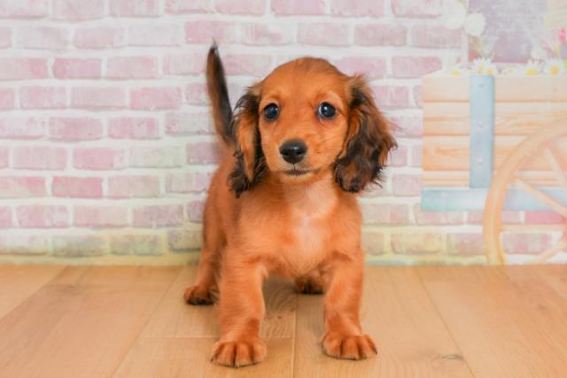 岩手県のミニチュアダックスフンド(ロング) (Coo&RIKU岩手盛岡店/2025年9月26日生まれ/男の子/シェーデットレッド)の子犬の1枚目の画像