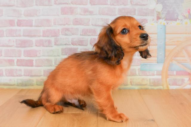 岩手県のミニチュアダックスフンド(ロング) (Coo&RIKU岩手盛岡店/2025年9月26日生まれ/男の子/シェーデットレッド)の子犬の3枚目の画像