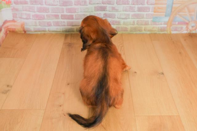 岩手県のミニチュアダックスフンド(ロング) (Coo&RIKU岩手盛岡店/2025年9月26日生まれ/男の子/シェーデットレッド)の子犬の4枚目の画像