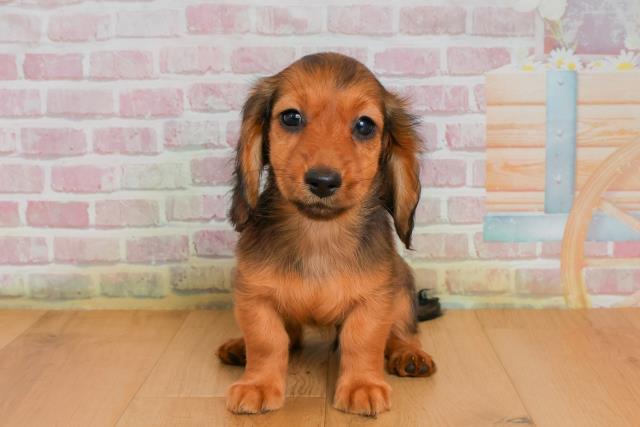 宮城県のミニチュアダックスフンド(ロング) (Coo&RIKU石巻店/2025年9月26日生まれ/女の子/シェーデットレッド)の子犬