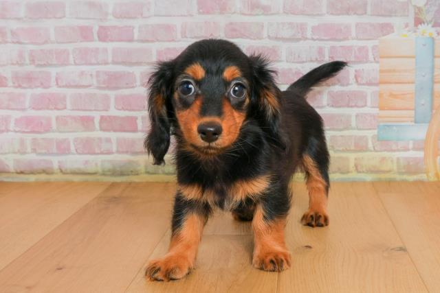 福島県のミニチュアダックスフンド(ロング) (Coo&RIKU郡山店/2025年9月26日生まれ/女の子/ブラックタン)の子犬