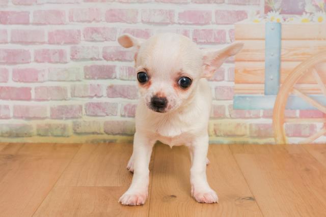 福島県のチワワ(スムース) (Coo&RIKU郡山店/2025年9月26日生まれ/女の子/ホワイト)の子犬