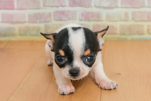 宮城県のチワワ(スムース) (Coo&RIKU仙台太白店/2025年9月26日生まれ/女の子/ホワイトブラックタン)の子犬