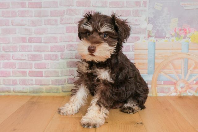 福島県のミニチュアシュナウザー (Coo&RIKU郡山店/2025年9月27日生まれ/男の子/レバーペッパー)の子犬の2枚目の画像