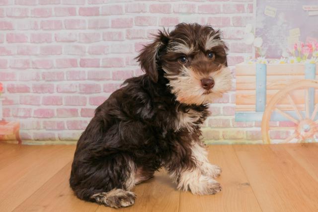 福島県のミニチュアシュナウザー (Coo&RIKU郡山店/2025年9月27日生まれ/男の子/レバーペッパー)の子犬の3枚目の画像