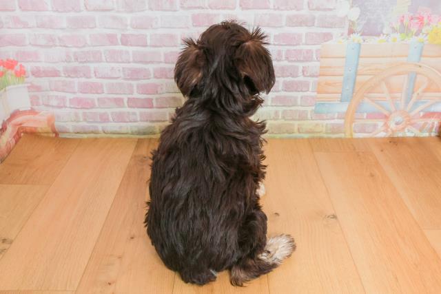 福島県のミニチュアシュナウザー (Coo&RIKU郡山店/2025年9月27日生まれ/男の子/レバーペッパー)の子犬の4枚目の画像