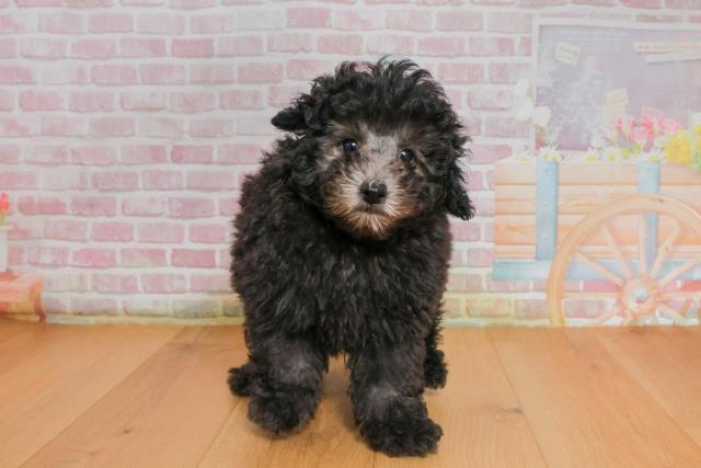 宮城県のトイプードル(トイ) (Coo&RIKU仙台太白店/2025年9月27日生まれ/男の子/シルバー)の子犬の1枚目の画像