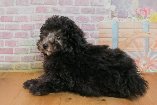 宮城県のトイプードル(トイ) (Coo&RIKU仙台太白店/2025年9月27日生まれ/男の子/シルバー)の子犬の2枚目の画像