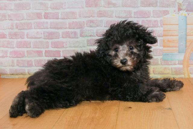 宮城県のトイプードル(トイ) (Coo&RIKU仙台太白店/2025年9月27日生まれ/男の子/シルバー)の子犬の3枚目の画像