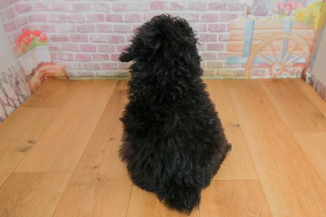 宮城県のトイプードル(トイ) (Coo&RIKU仙台太白店/2025年9月27日生まれ/男の子/シルバー)の子犬の4枚目の画像