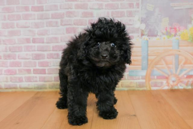 福島県のトイプードル(トイ) (Coo&RIKU福島店/2025年9月27日生まれ/女の子/ブラック)の子犬
