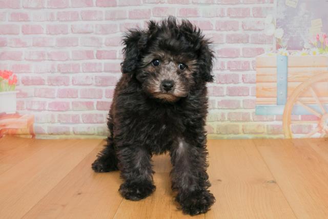 福島県のトイプードル(トイ) (Coo&RIKU郡山店/2025年9月27日生まれ/女の子/シルバー)の子犬