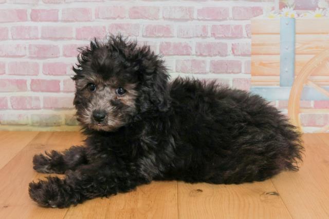 福島県のトイプードル(トイ) (Coo&RIKU郡山店/2025年9月27日生まれ/女の子/シルバー)の子犬の2枚目の画像