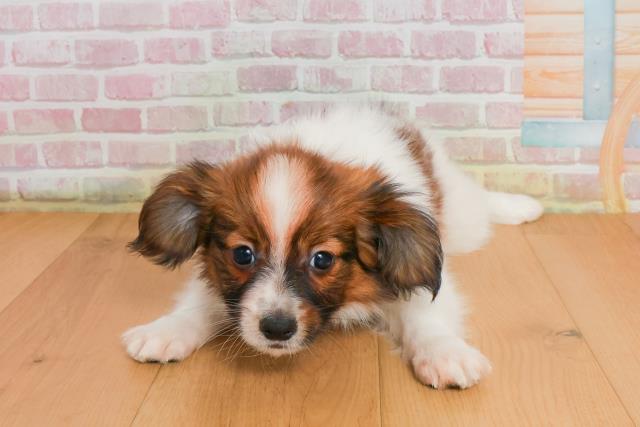 宮城県のパピヨン (Coo&RIKU石巻店/2025年9月27日生まれ/男の子/ホワイトブラウン)の子犬の1枚目の画像