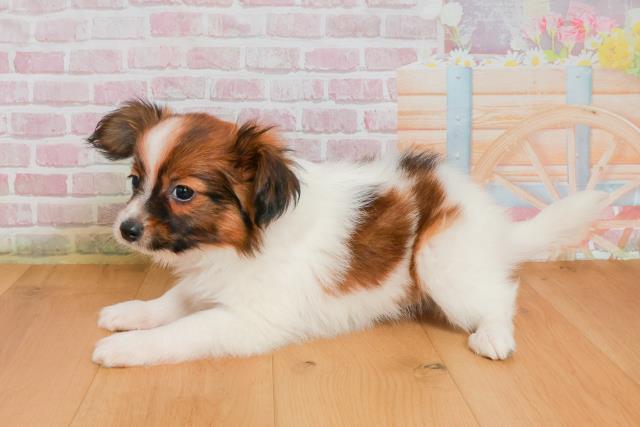 宮城県のパピヨン (Coo&RIKU石巻店/2025年9月27日生まれ/男の子/ホワイトブラウン)の子犬の2枚目の画像