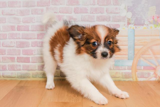 宮城県のパピヨン (Coo&RIKU石巻店/2025年9月27日生まれ/男の子/ホワイトブラウン)の子犬の3枚目の画像