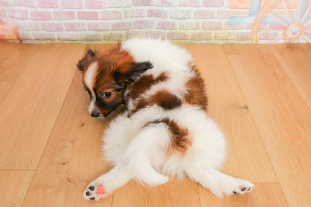 宮城県のパピヨン (Coo&RIKU石巻店/2025年9月27日生まれ/男の子/ホワイトブラウン)の子犬の4枚目の画像