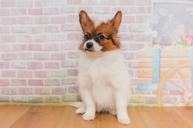 福島県のパピヨン (Coo&RIKU福島店/2025年9月27日生まれ/女の子/ホワイトブラウン)の子犬の1枚目の画像