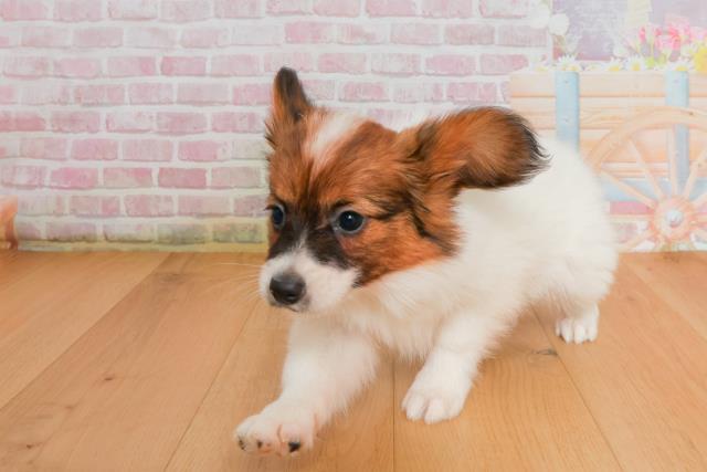 福島県のパピヨン (Coo&RIKU福島店/2025年9月27日生まれ/女の子/ホワイトブラウン)の子犬の2枚目の画像