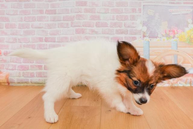 福島県のパピヨン (Coo&RIKU福島店/2025年9月27日生まれ/女の子/ホワイトブラウン)の子犬の3枚目の画像