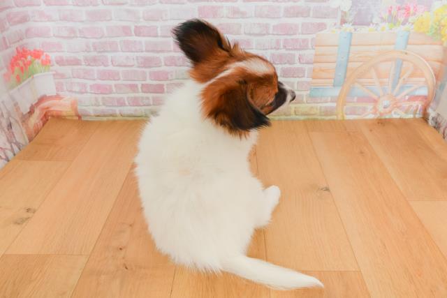 福島県のパピヨン (Coo&RIKU福島店/2025年9月27日生まれ/女の子/ホワイトブラウン)の子犬の4枚目の画像